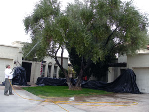olive tree spraying fruit suppression services