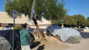 Olive Tree Spraying Phoenix Technician