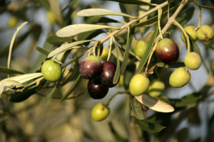 olive tree spraying fruit suppression
